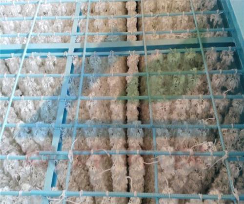 组合填料、斜管填料安装于台山污水处理项目